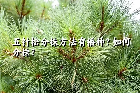 五针松分株方法有播种？如何分株？