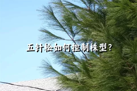 五针松如何控制株型？