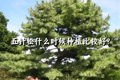 五针松什么时候种植比较好？