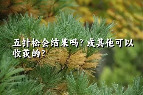 五针松会结果吗？或其他可以收获的？