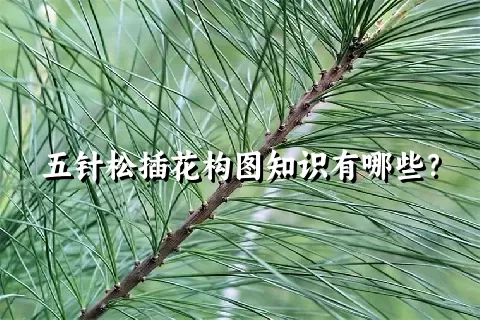 五针松插花构图知识有哪些？