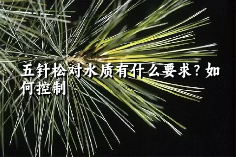 五针松对水质有什么要求？如何控制