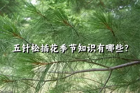 五针松插花季节知识有哪些？