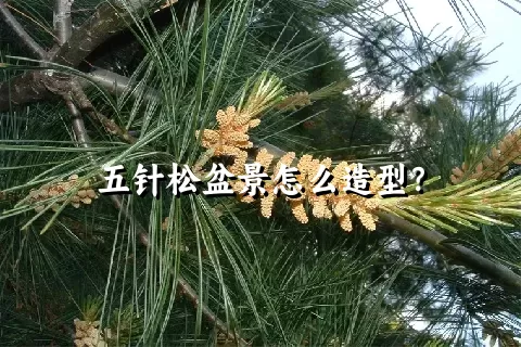 五针松盆景怎么造型？