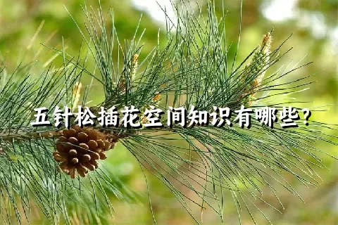 五针松插花空间知识有哪些？