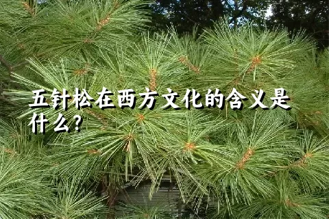 五针松在西方文化的含义是什么？