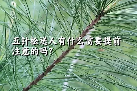 五针松送人有什么需要提前注意的吗？