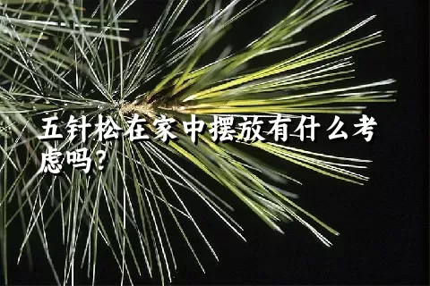 五针松在家中摆放有什么考虑吗？