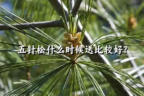 五针松什么时候送比较好？