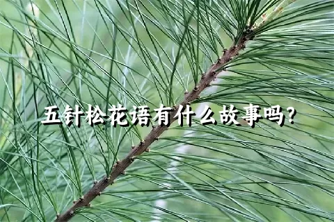 五针松花语有什么故事吗？