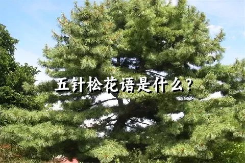 五针松花语是什么？