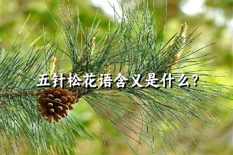 五针松花语含义是什么？