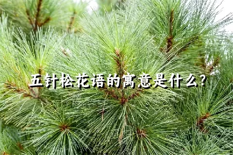 五针松花语的寓意是什么？