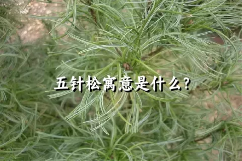 五针松寓意是什么？