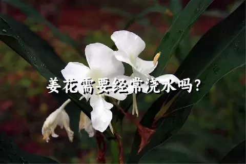 姜花需要经常浇水吗？