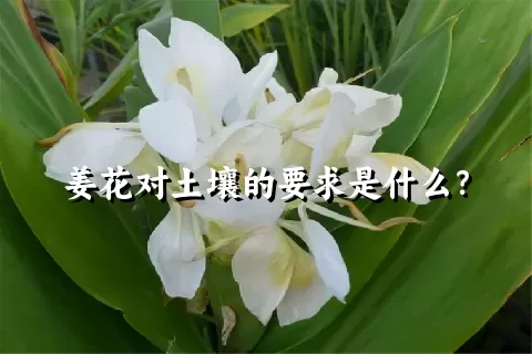 姜花对土壤的要求是什么？