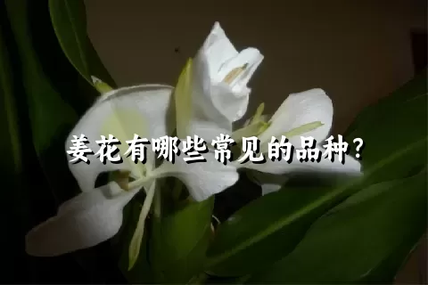 姜花有哪些常见的品种？