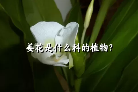 姜花是什么科的植物？