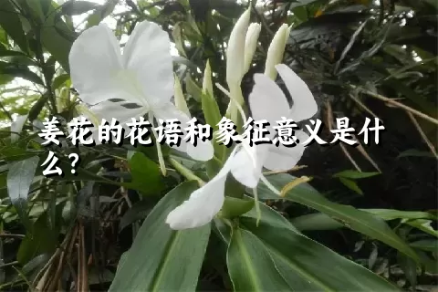 姜花的花语和象征意义是什么？