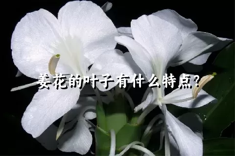 姜花的叶子有什么特点？