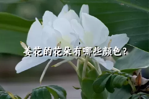 姜花的花朵有哪些颜色？