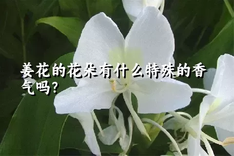 姜花的花朵有什么特殊的香气吗？