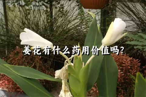 姜花有什么药用价值吗？