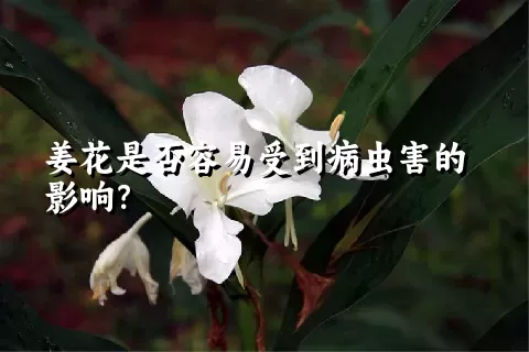 姜花是否容易受到病虫害的影响？