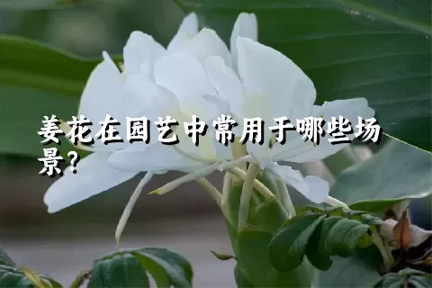 姜花在园艺中常用于哪些场景？