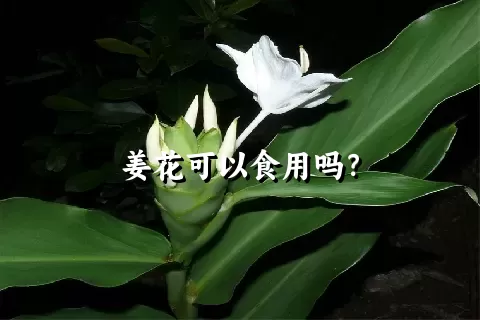 姜花可以食用吗？