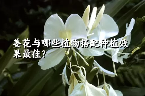 姜花与哪些植物搭配种植效果最佳？