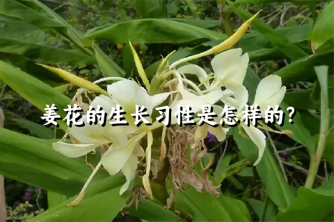 姜花的生长习性是怎样的？