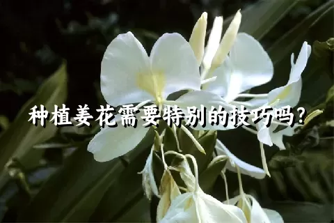 种植姜花需要特别的技巧吗？