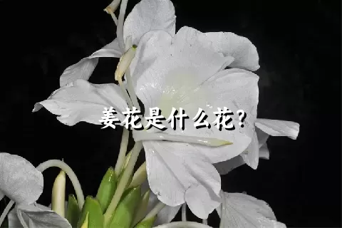 姜花是什么花？