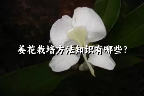 姜花栽培方法知识有哪些？