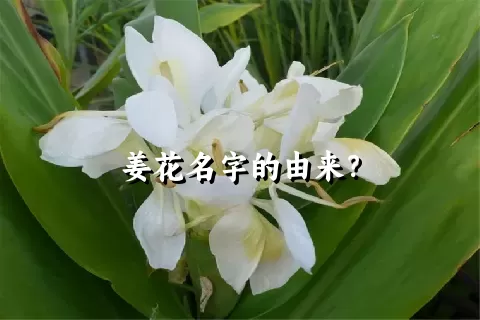 姜花名字的由来？