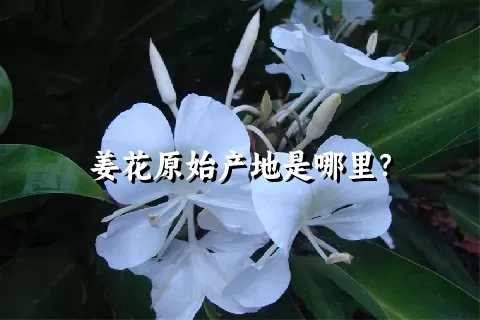 姜花原始产地是哪里？