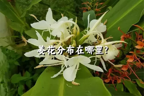 姜花分布在哪里?