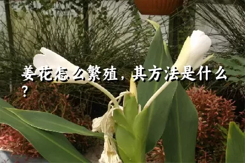 姜花怎么繁殖，其方法是什么？