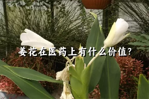 姜花在医药上有什么价值？