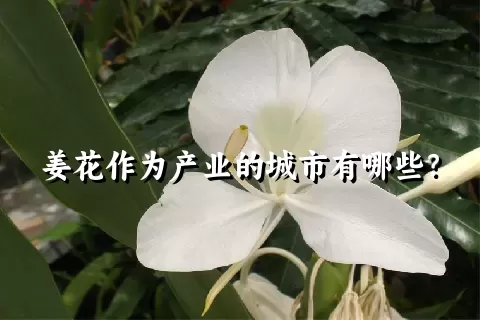 姜花作为产业的城市有哪些？