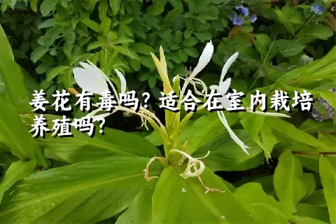 姜花有毒吗？适合在室内栽培养殖吗？