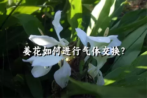 姜花如何进行气体交换？