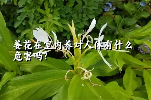 姜花在室内养对人体有什么危害吗？