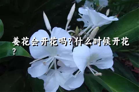 姜花会开花吗？什么时候开花？