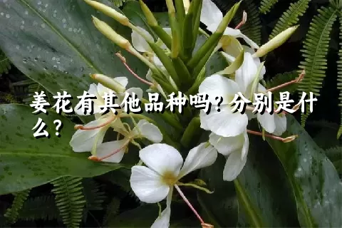 姜花有其他品种吗？分别是什么？