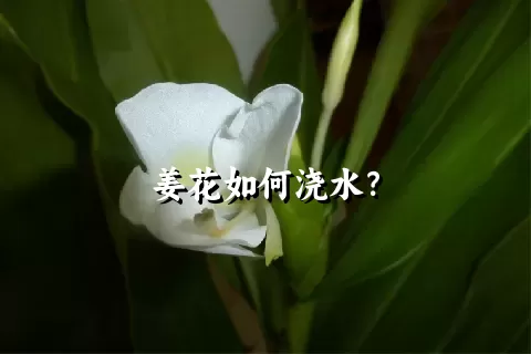 姜花如何浇水？