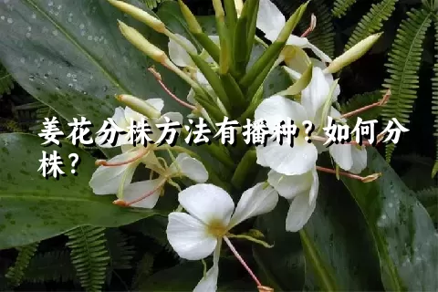 姜花分株方法有播种？如何分株？