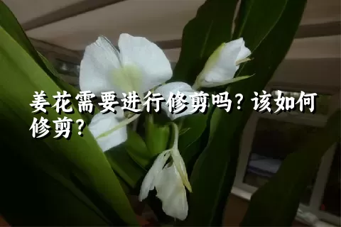 姜花需要进行修剪吗？该如何修剪？