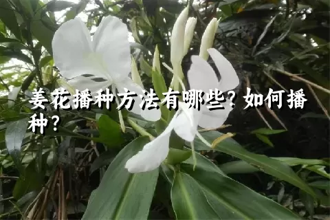 姜花播种方法有哪些？如何播种？